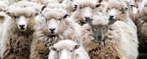 Wolf Among the Sheep